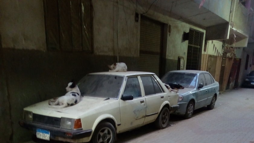 انتشار ظاهرة جلوس الكلاب على أسقف السيارات