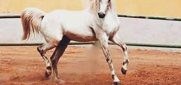 الحصان «تجويد» من أغلى 20 حصاناً على مستوى العالم
