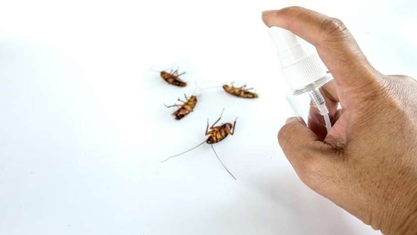 احذر 5 تصرفات جاذبة لحشرات الصيف