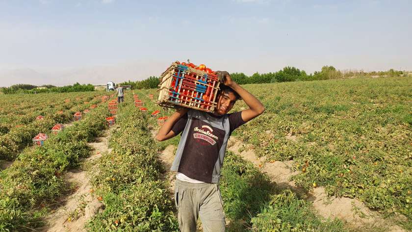 انتاج الطماطم من مزارع جنوب سيناء