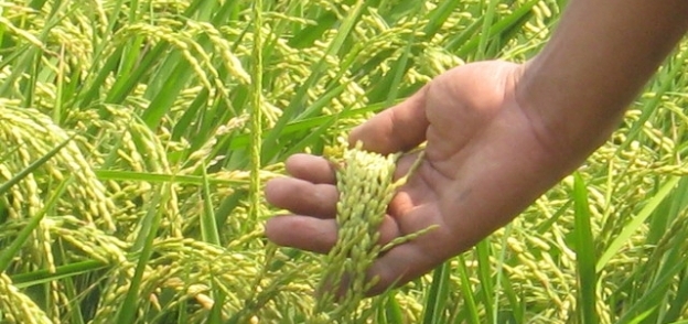 محصول الأرز