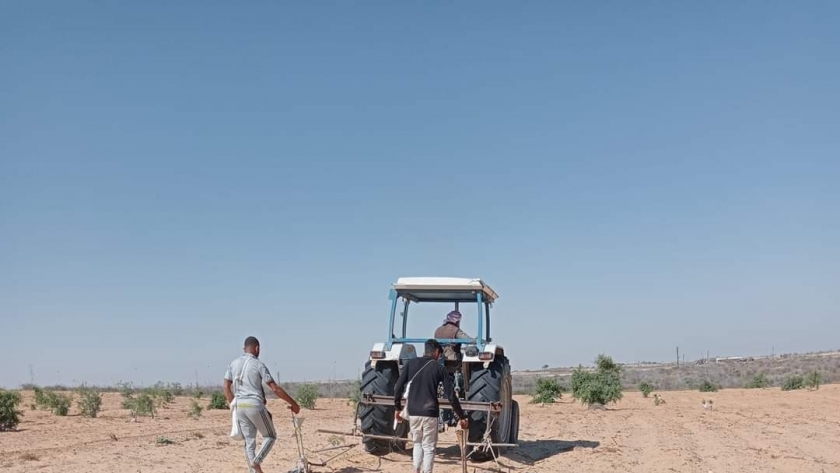 زراعة البطيخ في قرى شمال سيناء