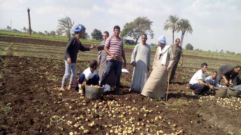 موسم حصاد البطاطس