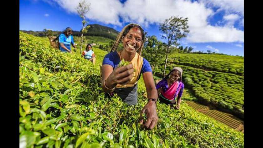 سيدة تحصد الشاي في سريلانكا