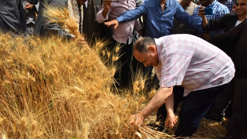 محافظ أسيوط يشارك المزارعين في حصاد القمح