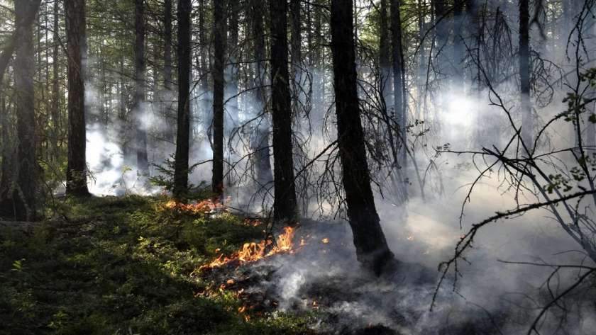 حرائق الغابات في روسيا
