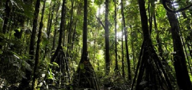 أشجار محمية سوماكو بيوسفير في إكوادور