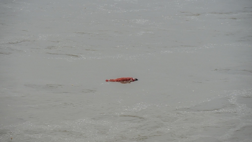 جثة طافية على نهر الغانج بالهند جراء نبش الفيضان للقبور على جانبيه