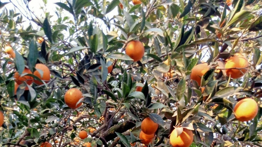 ثمار البرتقال
