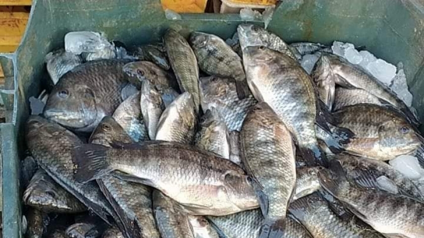 ارتفاع أسعار الأسماك باسواق دمياط