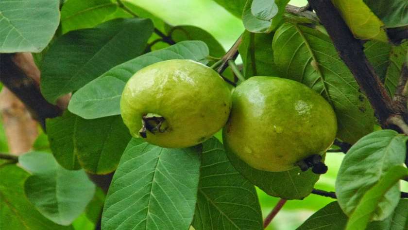 محصول الجوافة