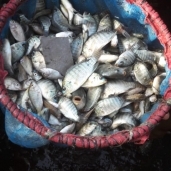 أسعار سمك البلطي في مصر