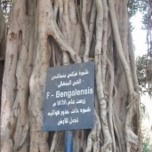 شجرة التين البنغالي فى متحف علوم المياه