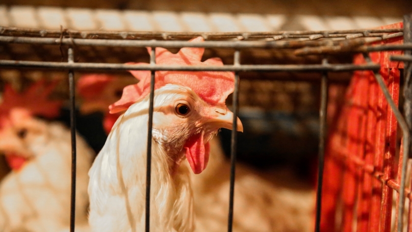 تضم 5 آلاف مزرعة.. الفيوم بلد الكتاكيت تنتج 100 مليون دجاجة سنويًا