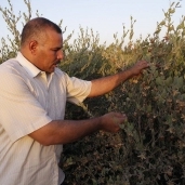 مهندس زراعى ينجح فى زراعة نبات الجوجوبا بصحراء العلمين بمطروح