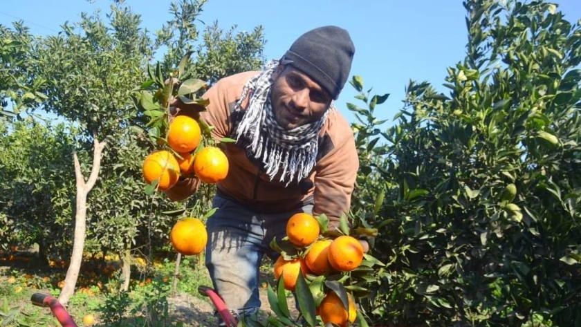 حصاد محصول البرتقال بالغربية