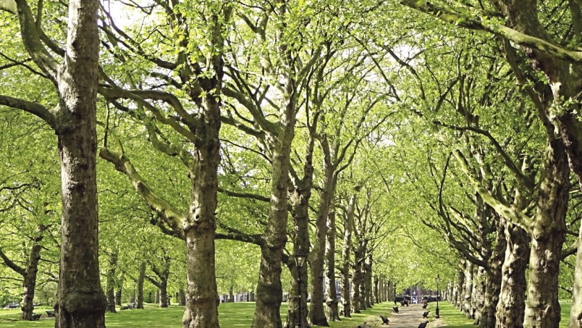 الأشجار أهم مصائد الكربون ومنفذ لإنقاذ الأرض