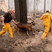 صورة أرشيفية لحملات أنقاذ في الغابات المحترقة