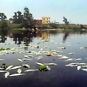 انتشار الأسماك النافقة بمياه النيل