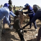 تطعيم ماشية في جنوب السودان