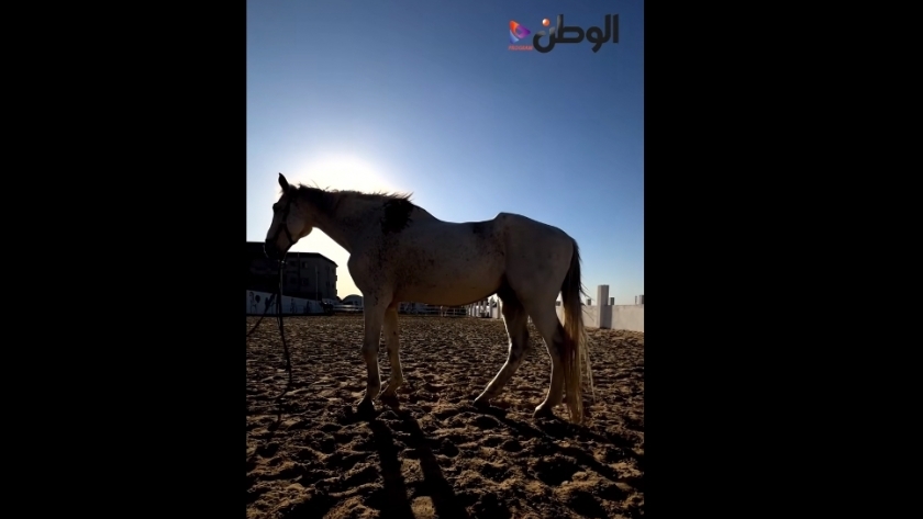 الحصان «أبو الهول»