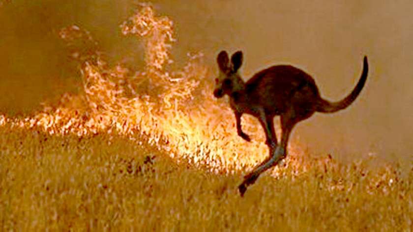 حرائق غابات أستراليا