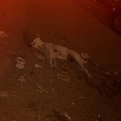 إعدام 26 كلبا ضالا في حملة لـ"الطب البيطري" بالفيوم