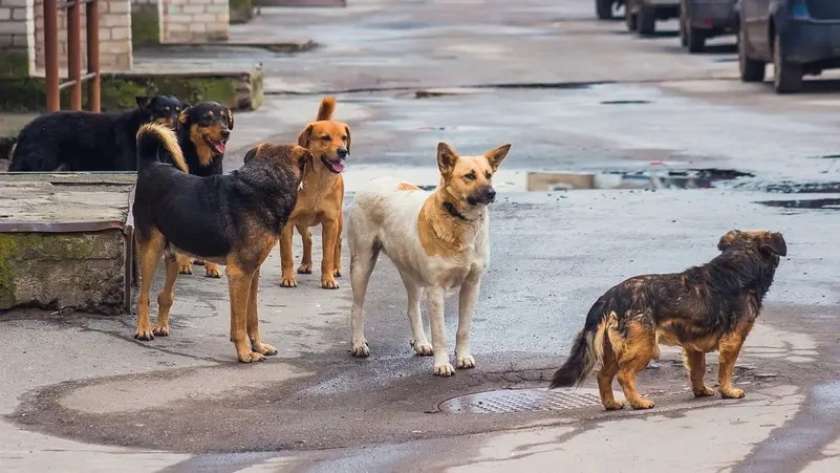 الكلاب الضالة تهدد سكان تركيا