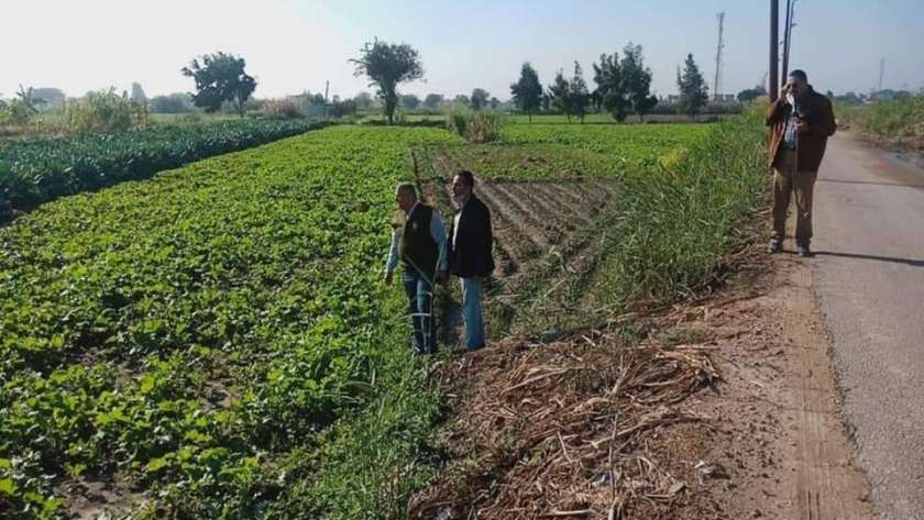 زراعة الإسكندرية تتابع المحاصيل بعد النوة