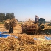 مزارعون أثناء حصاد محصول القمح