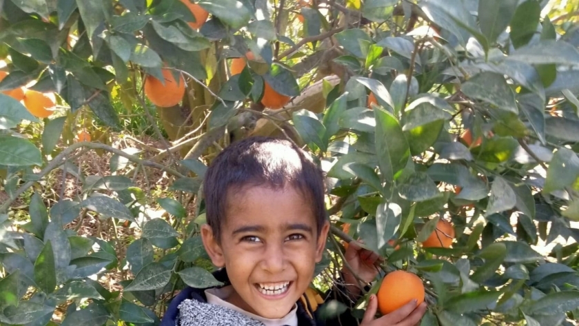 طفل يحصد البرتقال