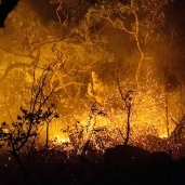 حرائق الغابات-صورة أرشيفية