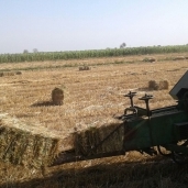 التموين : مصر تنتنج 7 مليون طن أرز .. والاستهلاك 3 مليون فقط