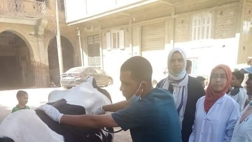 قافلة بيطرية من جامعة سوهاج لقرية الشيخ مكرم تعالج ٣٣٠ حالة