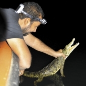 المهندس عمرو عبد الهادي، أثناء اصطياد تمساح لأغراض علمية ببحيرة ناصر
