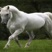 حصان عربى