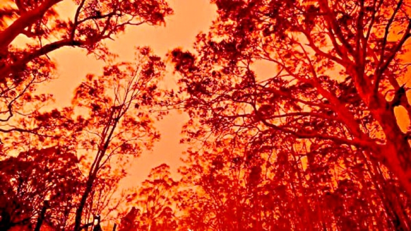 حرائق الغابات- صورة أرشيفية