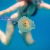 سمكة تسبح داخل قنديل بحر في أستراليا