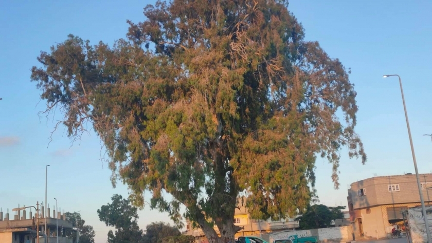 شجرة الكينيا أحدى معالم الشيخ زويد