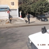 بالصور| مدينة نصر تسمم كلاب الشوارع.. وحقوقيون: "يسيء لسمعة مصر"