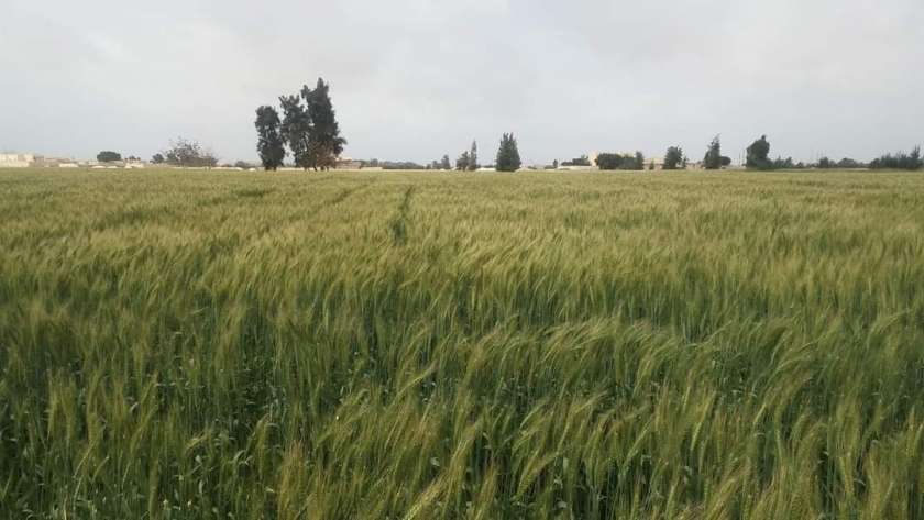 محاصيل القمح بالإسكندرية