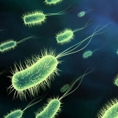 بكتيريا "إيكولاي"- صورة أرشيفية