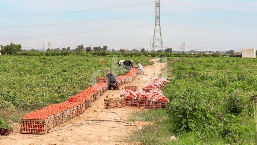 جمع ثمار الطماطم