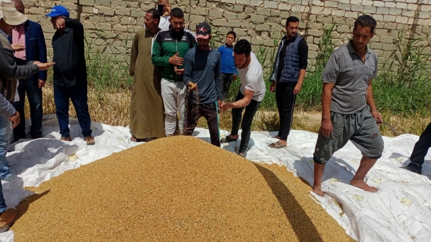 ندوات إرشادية بالنوبارية لمتابعة حصاد القمح وحث المزارعين على توريد المحصول