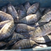 التموين: طرح 250 طن من الأسماك بتخفيضات 25 في المائة