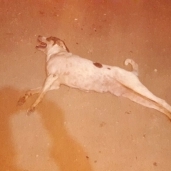صورة أرشيفية-إعدام كلاب ضالة بالفيوم
