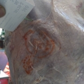 الطب البيطري في الإسكندرية يحتفي بتاجر يبيع اللحوم المجمدة بأوراقها وأختامها