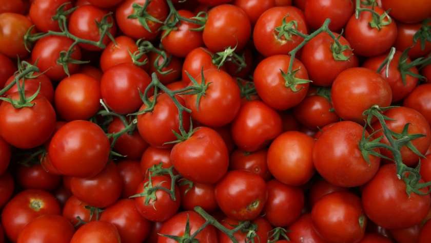 محصول الطماطم- صورة تعبيرية