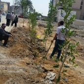 زراعة الأشجار علي جانبي مدخل الإسكندرية الزراعي بشرق الإسكندرية
