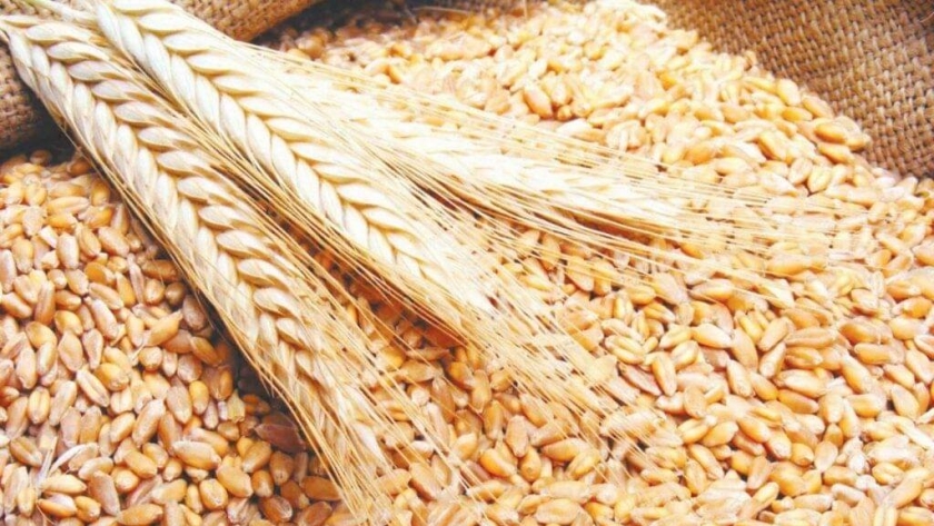 أسعار القمح والذرة